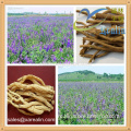 Scutellaria baicalensis Extract Baicalein capsule OEM supply Scutellaria baicalensis capsule